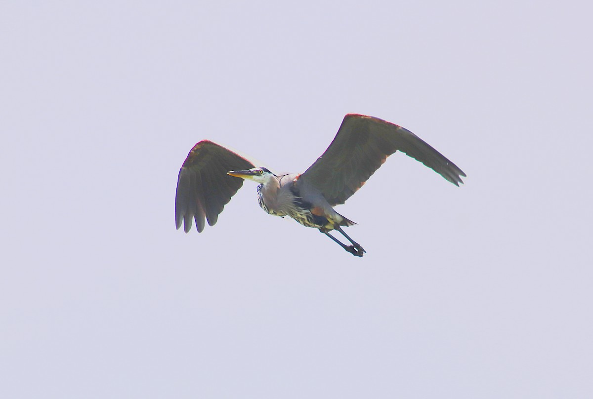 Great Blue Heron - ML622732173