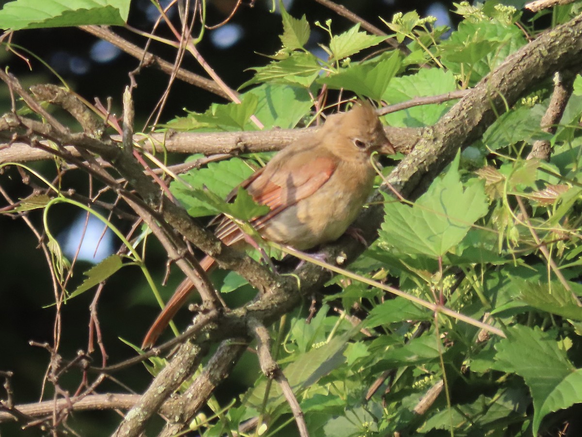 Cardinal rouge (groupe cardinalis) - ML622732236