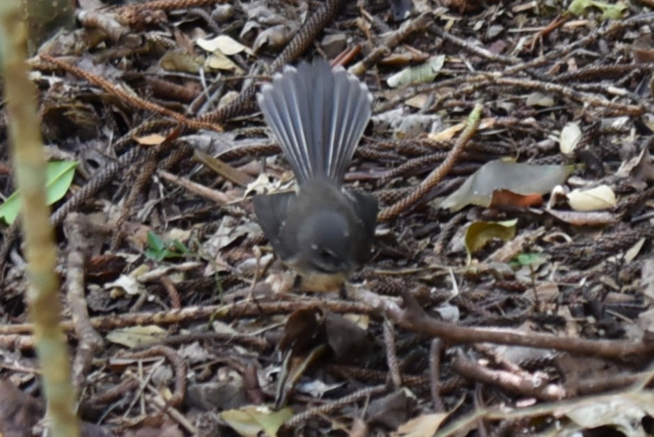 Gray Fantail (Melanesian) - ML622732257