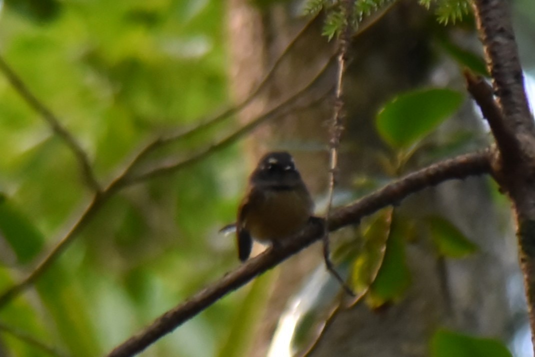 Gray Fantail (Melanesian) - ML622732258