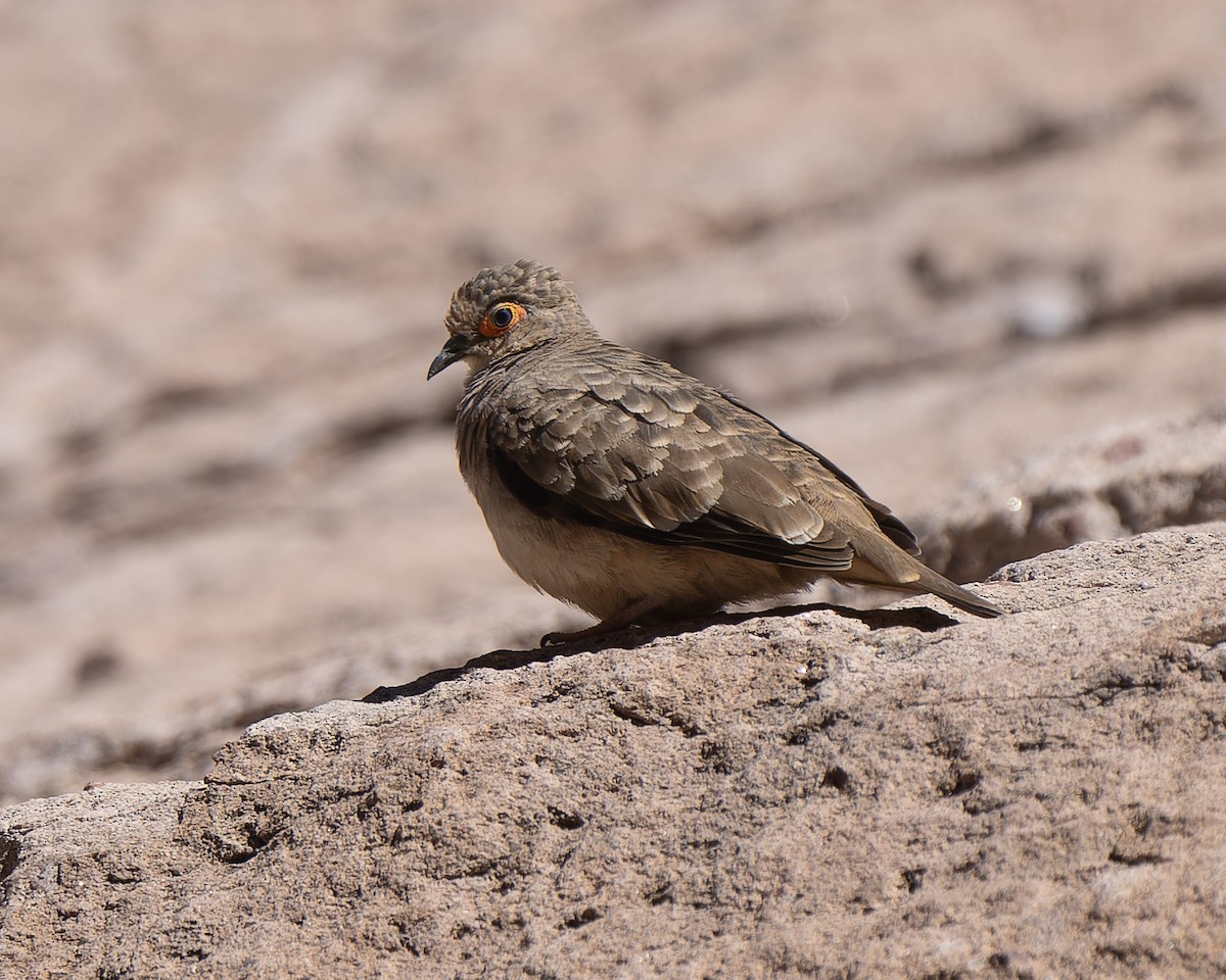 Bare-faced Ground Dove - ML622732344