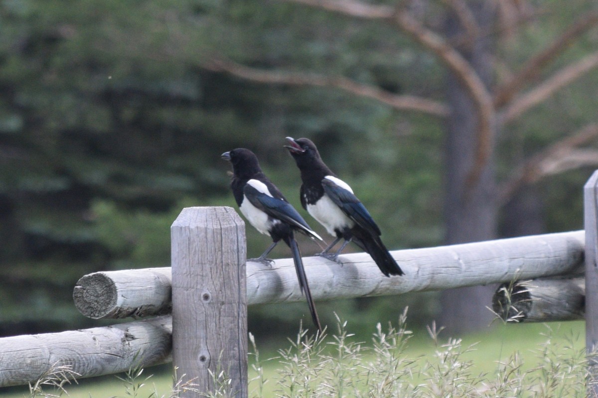 Black-billed Magpie - ML622732403