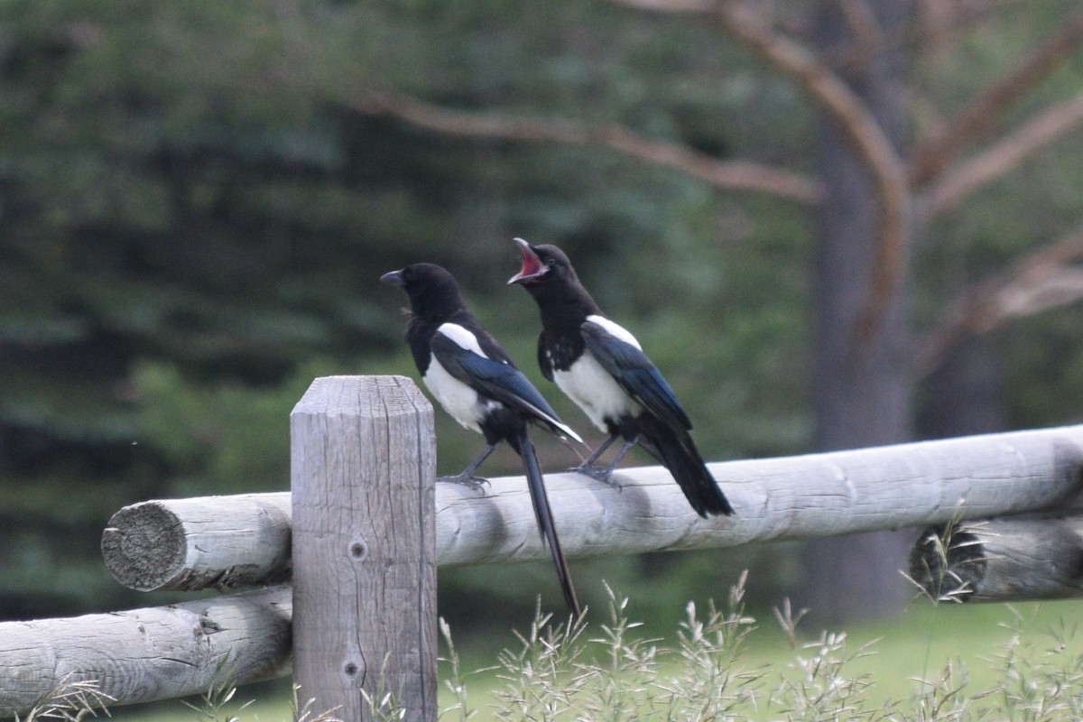 Black-billed Magpie - ML622732404