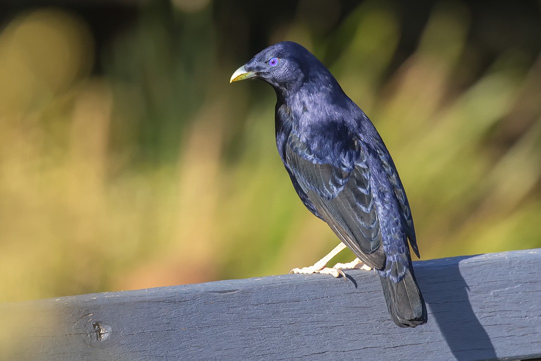 Satin Bowerbird - ML622732414