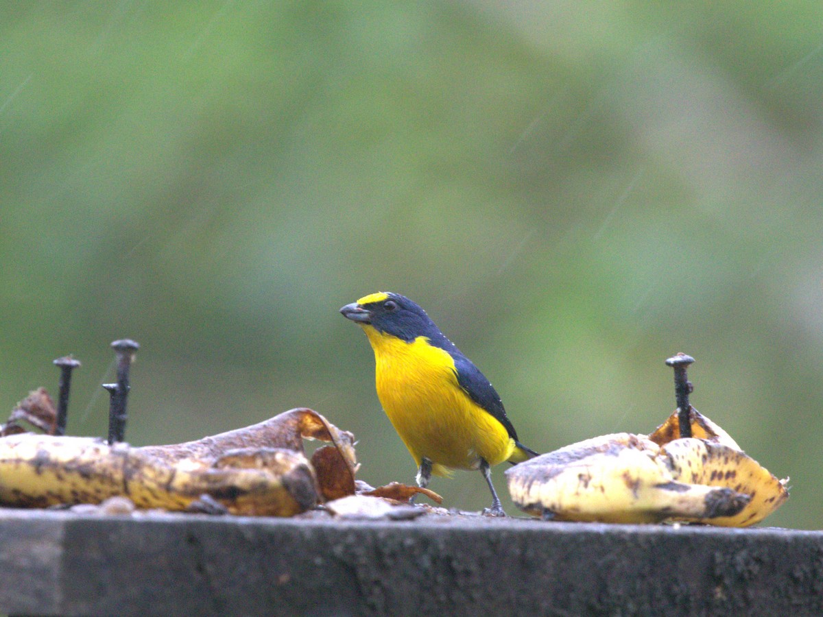 Yellow-throated Euphonia - Menachem Goldstein