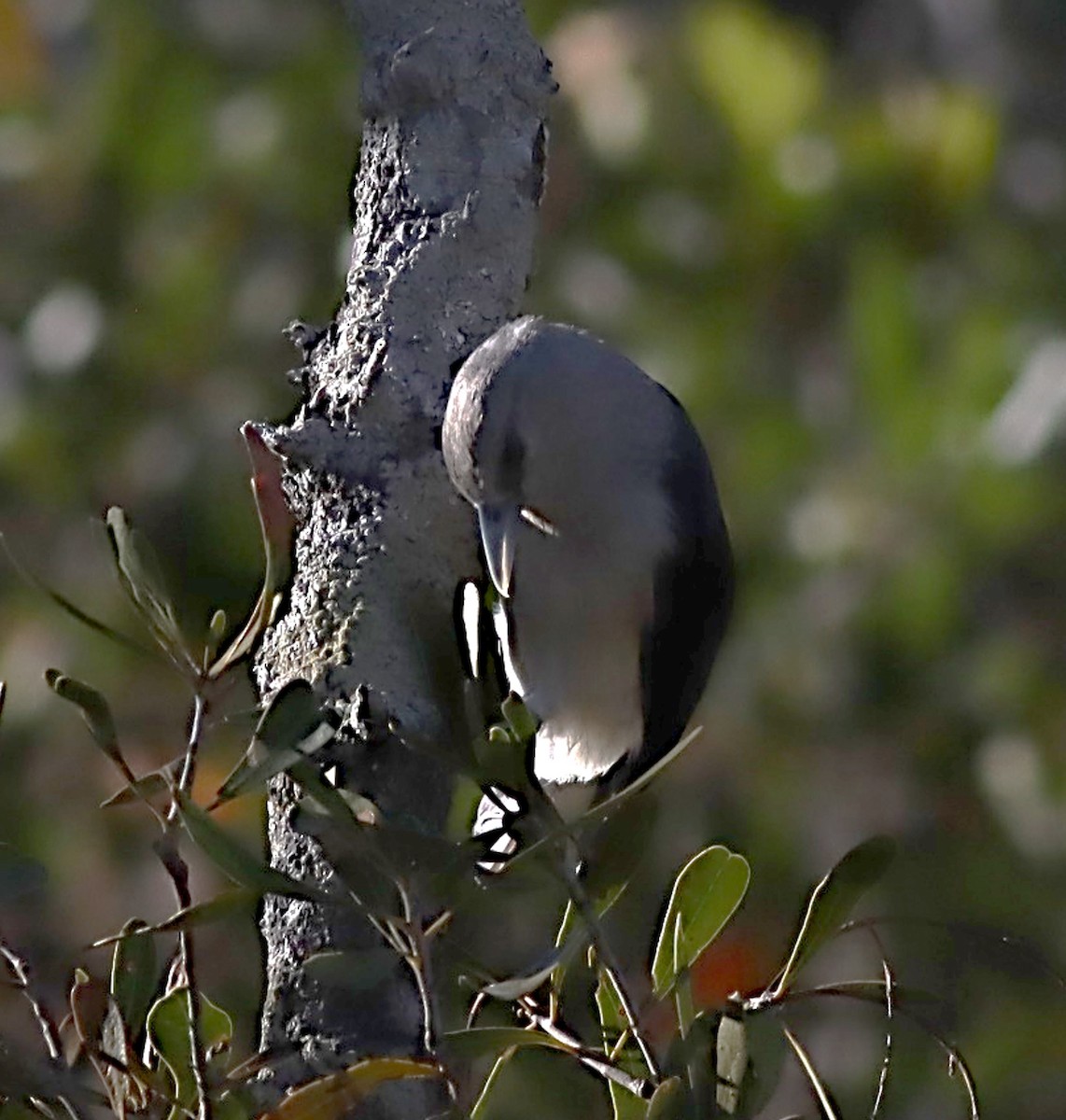 White-headed Vanga - ML622732498