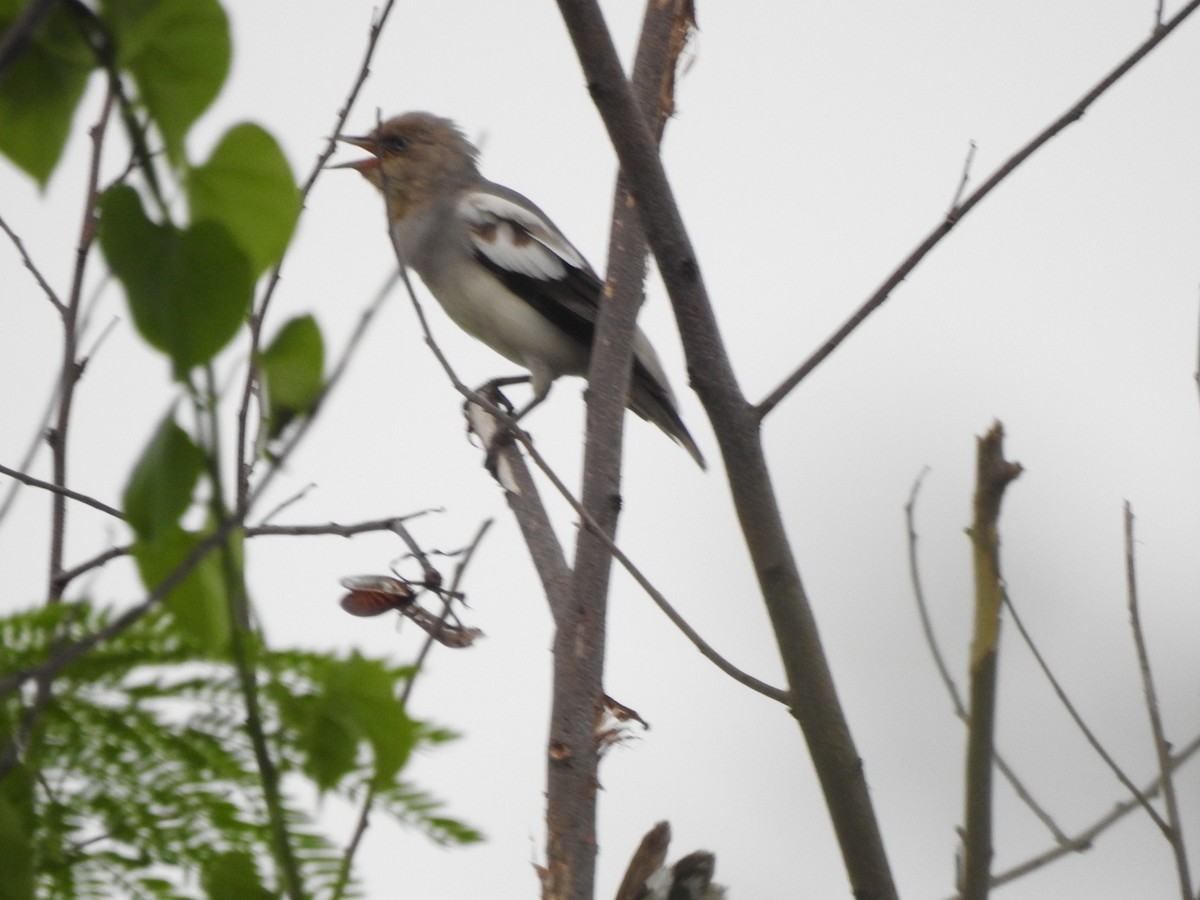 White-shouldered Starling - ML622732507