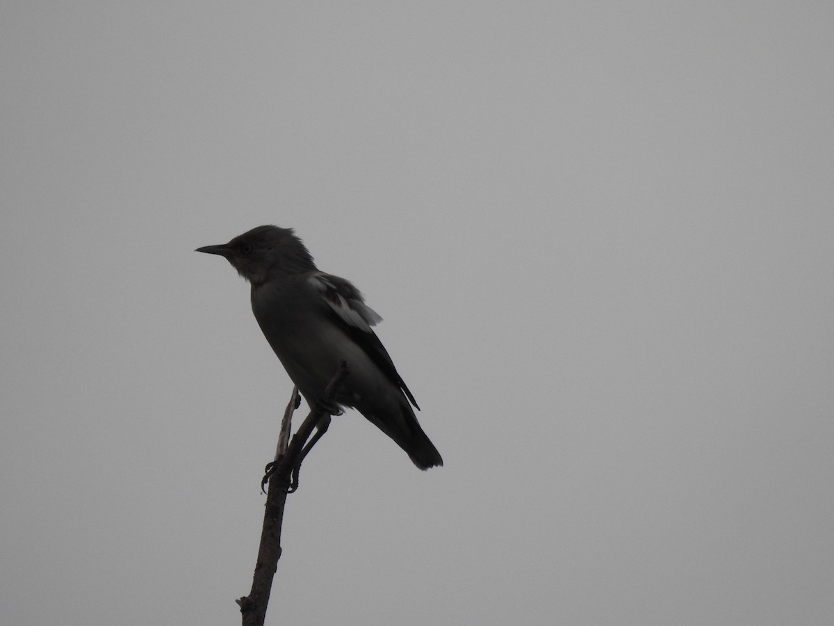 White-shouldered Starling - Suebsawat Sawat-chuto