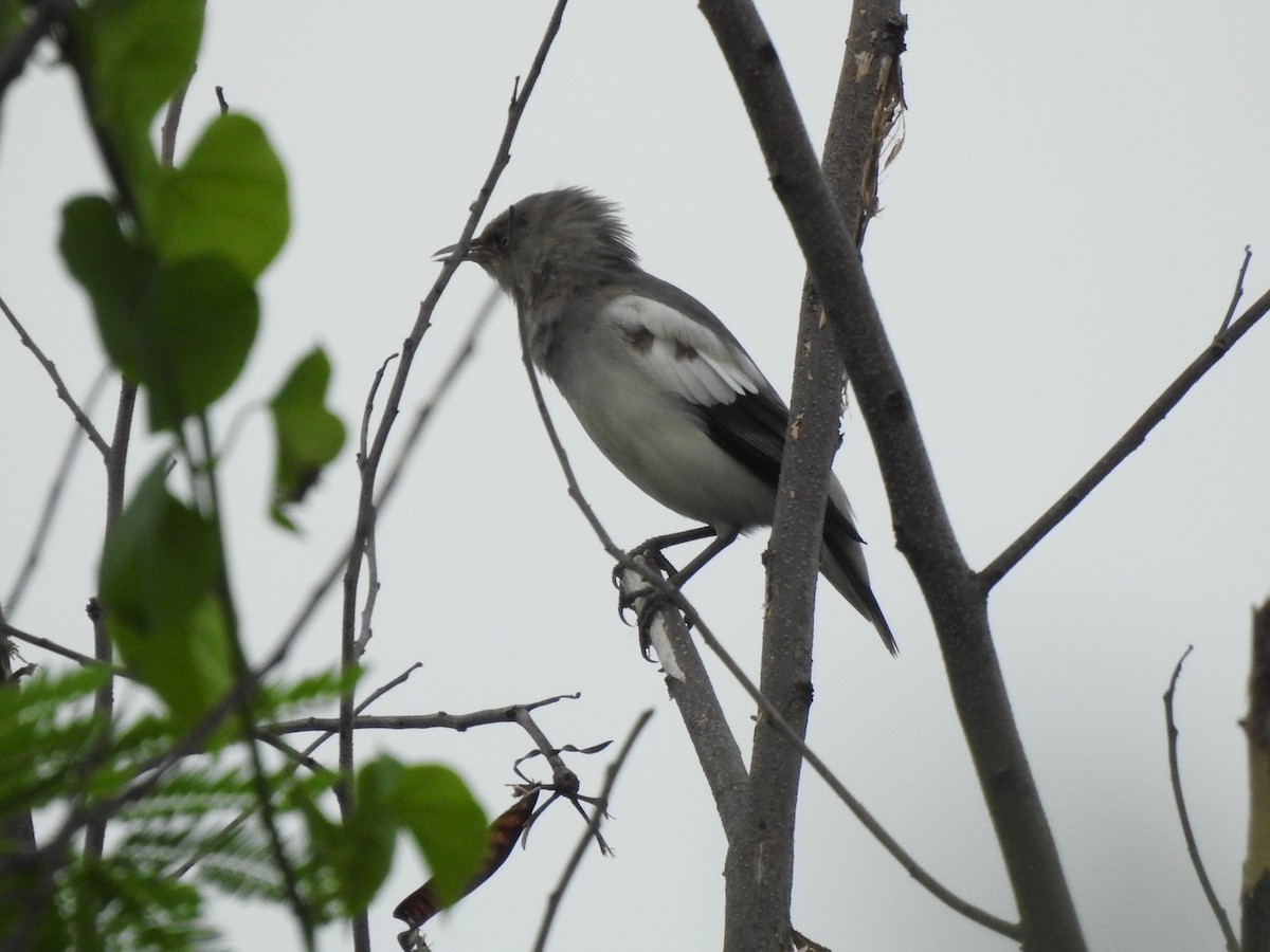 White-shouldered Starling - ML622732509