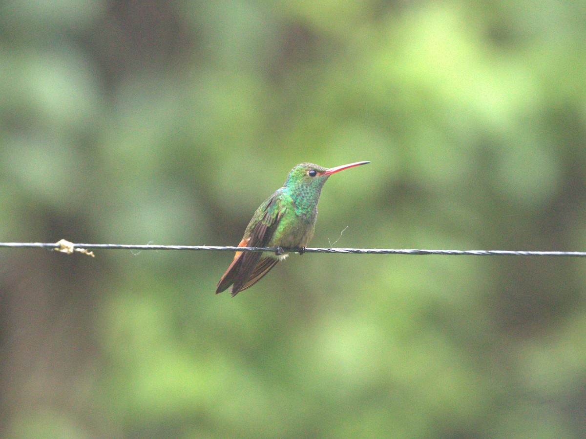 Blue-throated Goldentail - Menachem Goldstein