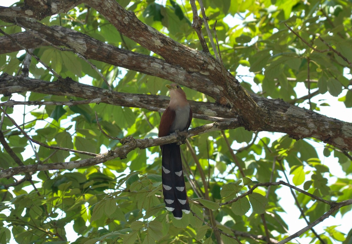 Common Squirrel-Cuckoo - ML622732520