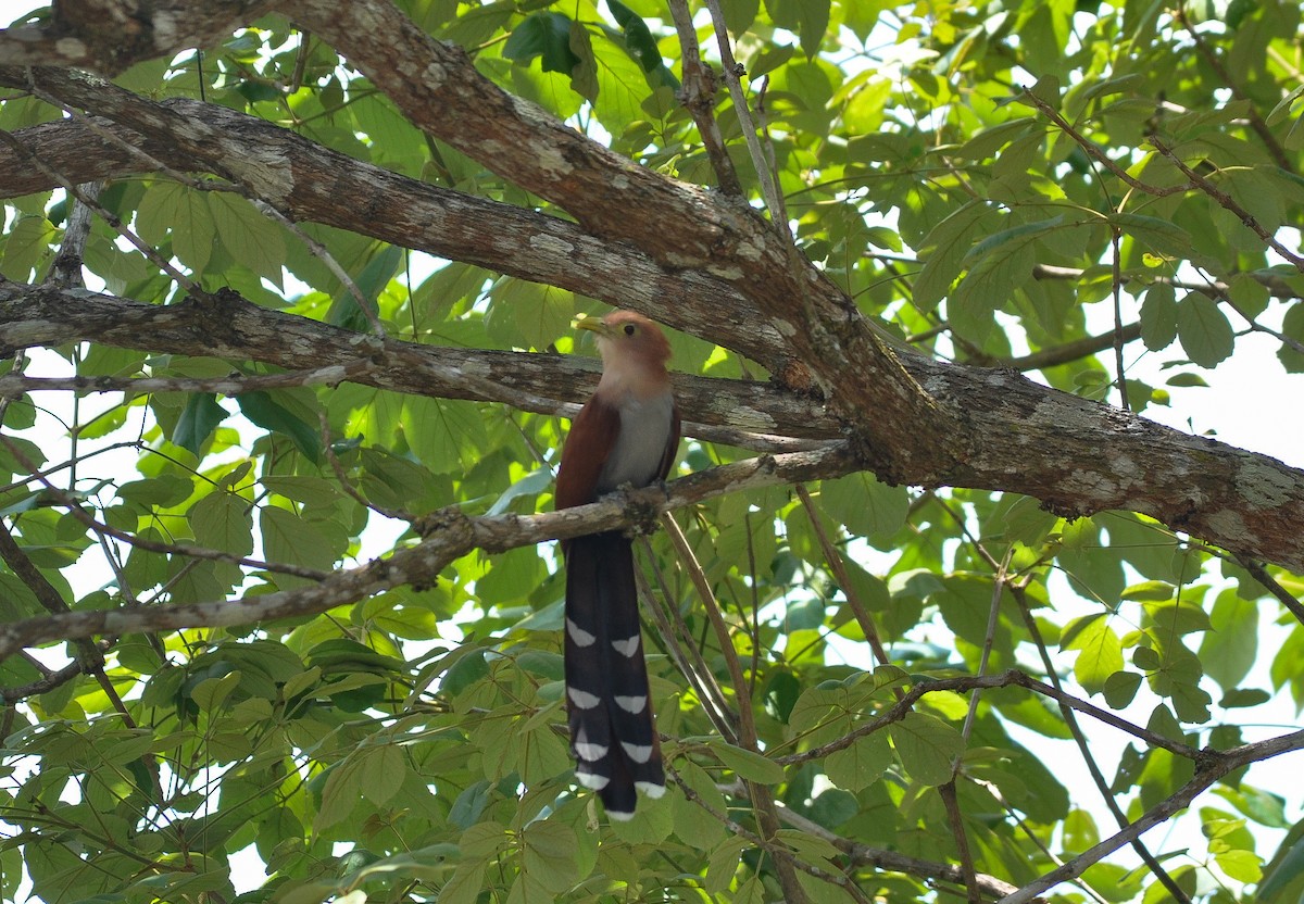 Common Squirrel-Cuckoo - ML622732521