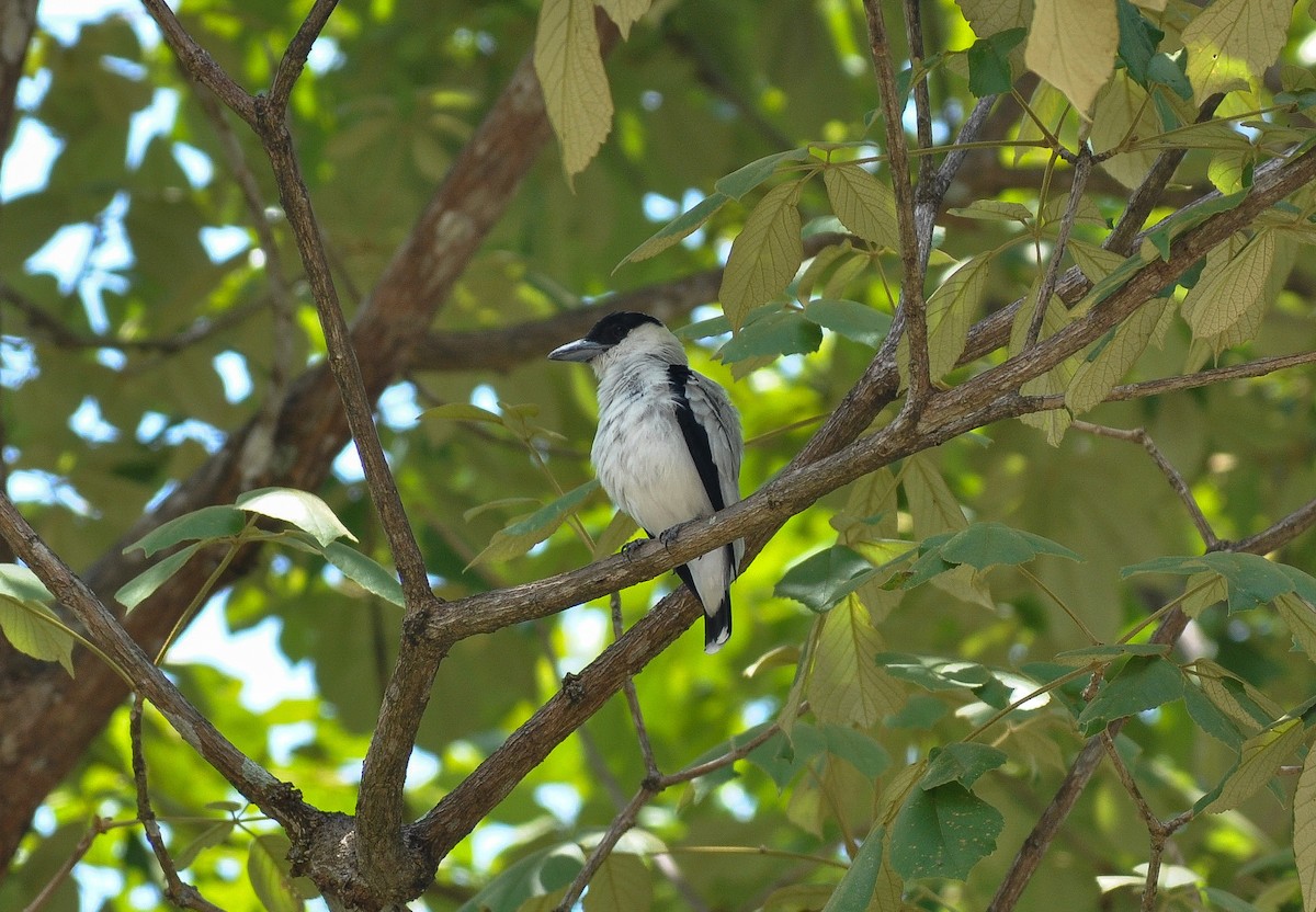 Black-crowned Tityra - ML622732529