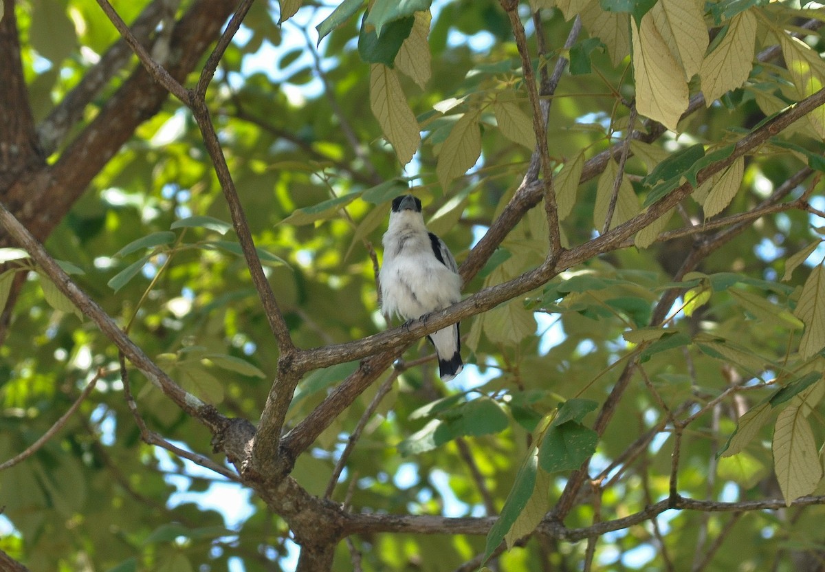 Black-crowned Tityra - ML622732530