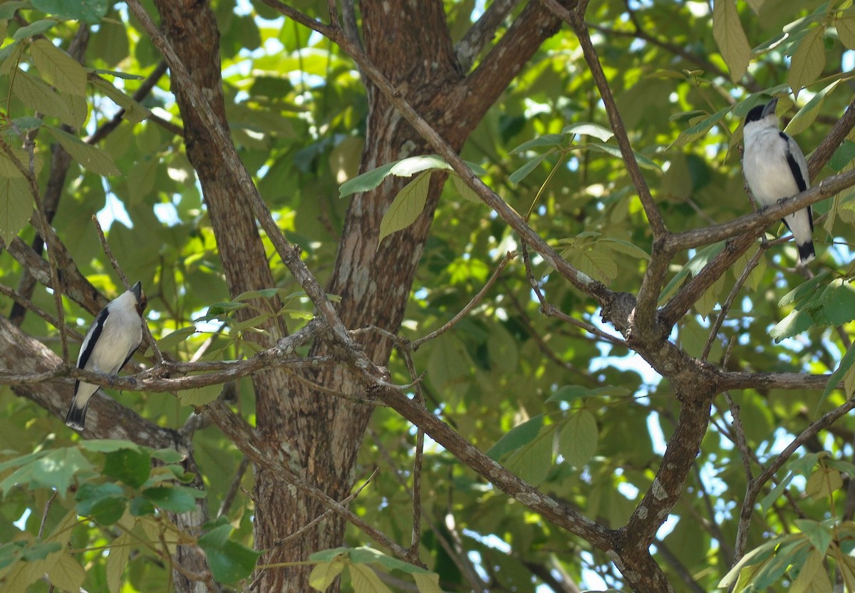 Black-crowned Tityra - ML622732531