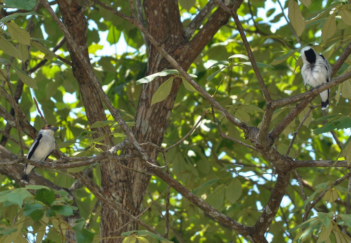 Black-crowned Tityra - ML622732532