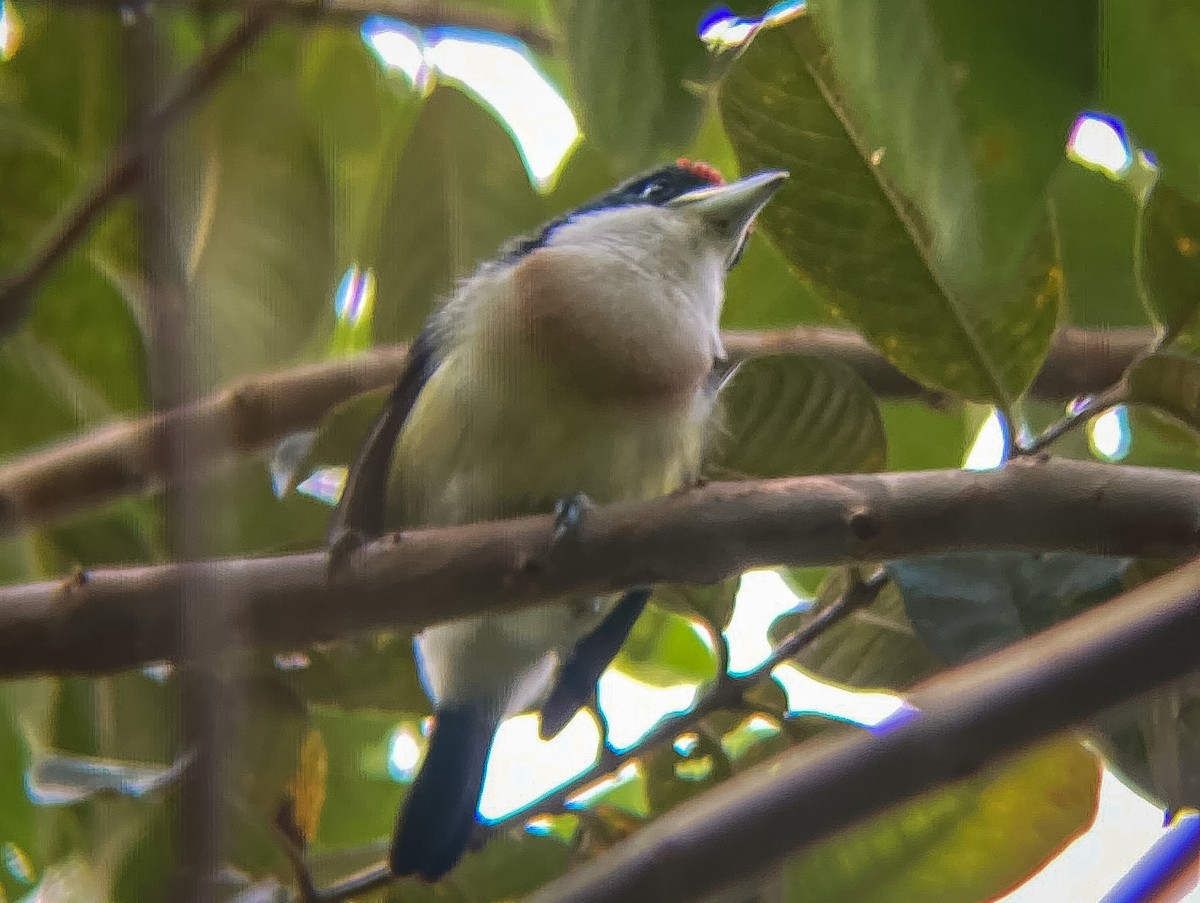 White-mantled Barbet - ML622732573