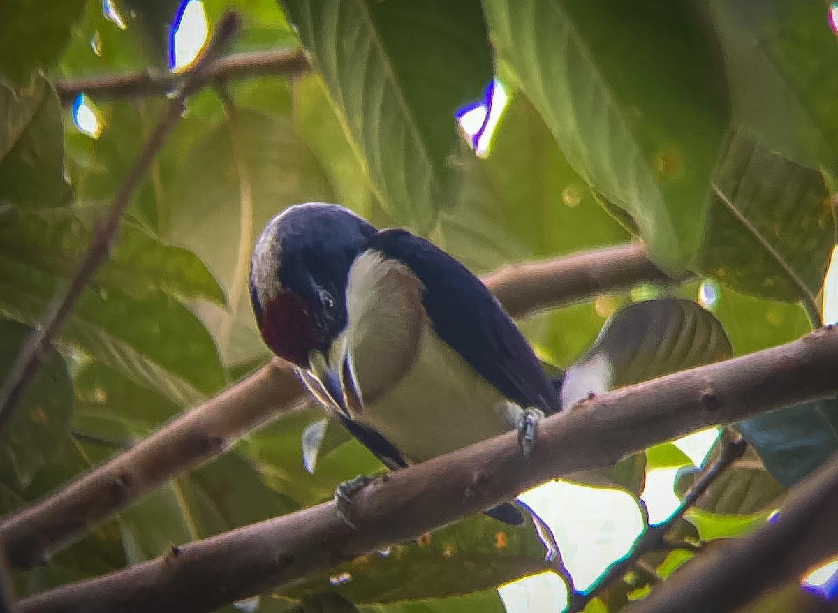 White-mantled Barbet - ML622732574