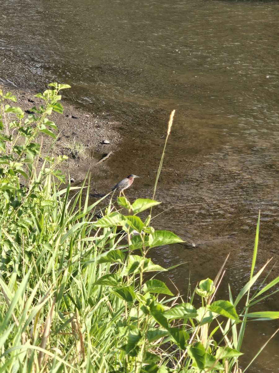 Green Heron - ML622732575