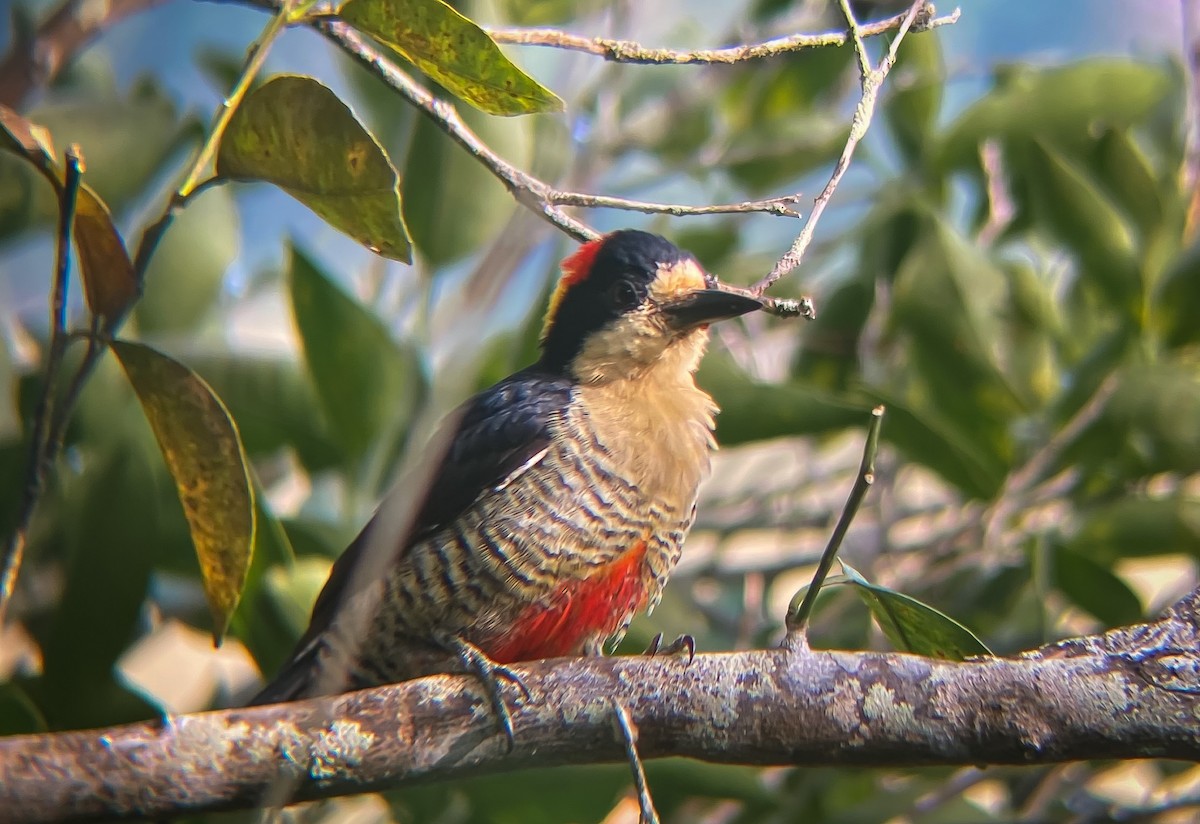 Beautiful Woodpecker - ML622732577