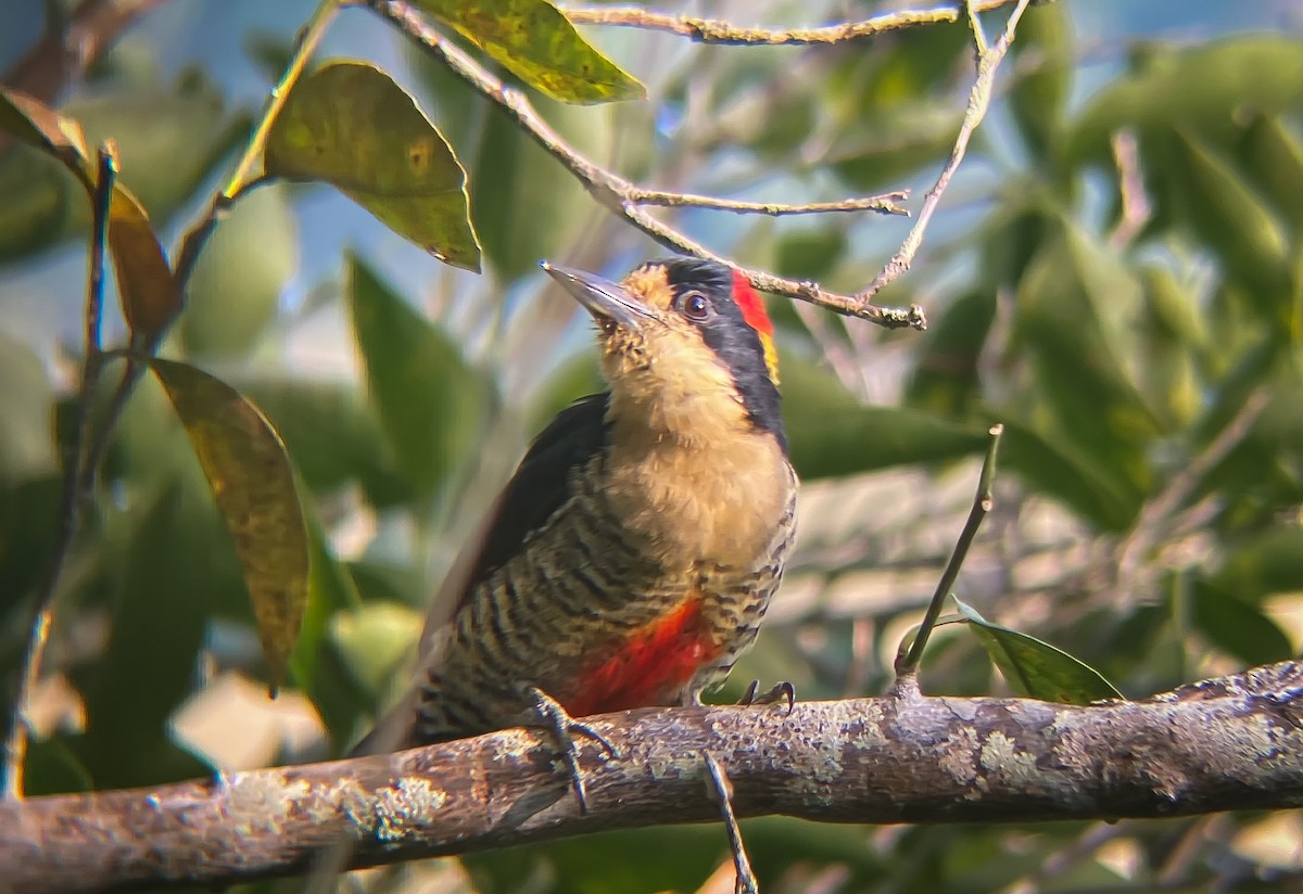 Beautiful Woodpecker - ML622732578