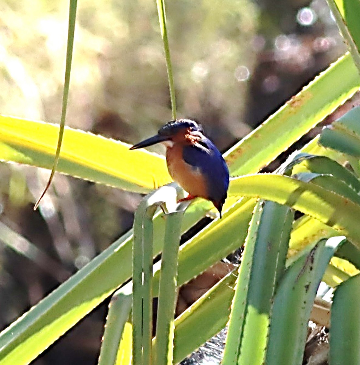 Malagasy Kingfisher - ML622732599