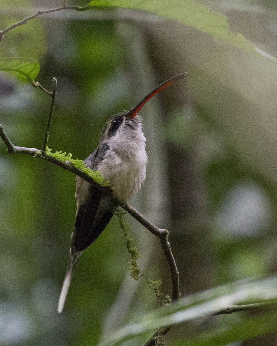 Great-billed Hermit - ML622732633