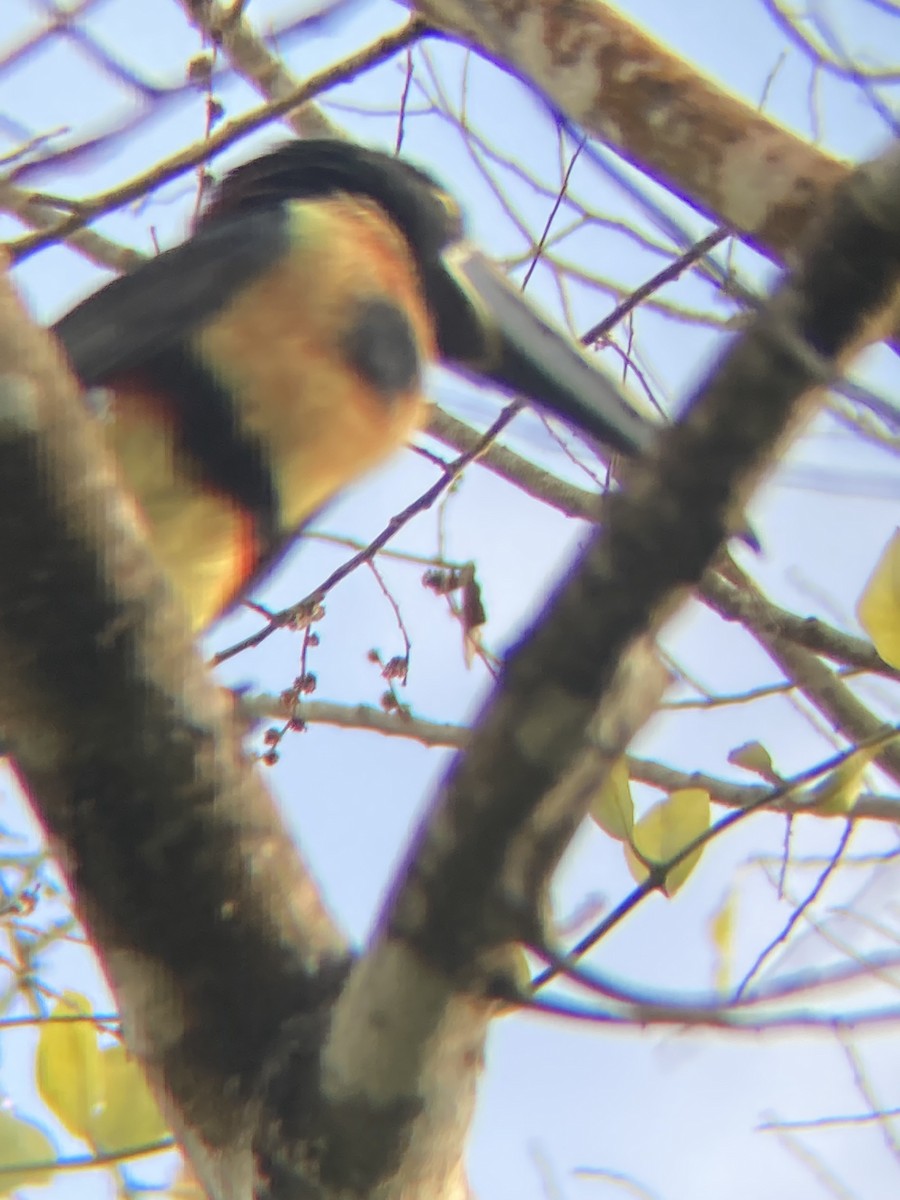 Collared Aracari - ML622732658