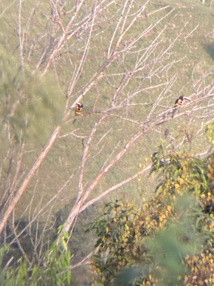 Collared Aracari - ML622732662