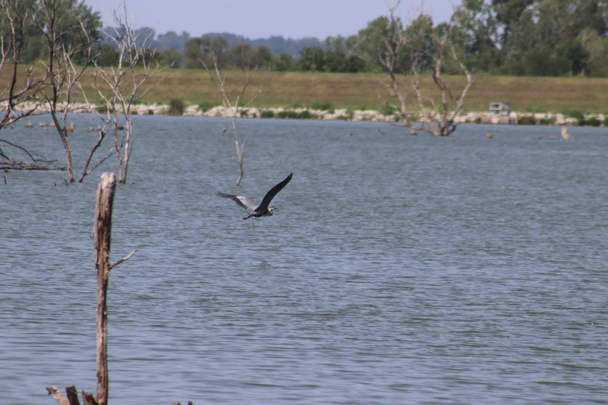 Great Blue Heron - ML622732689