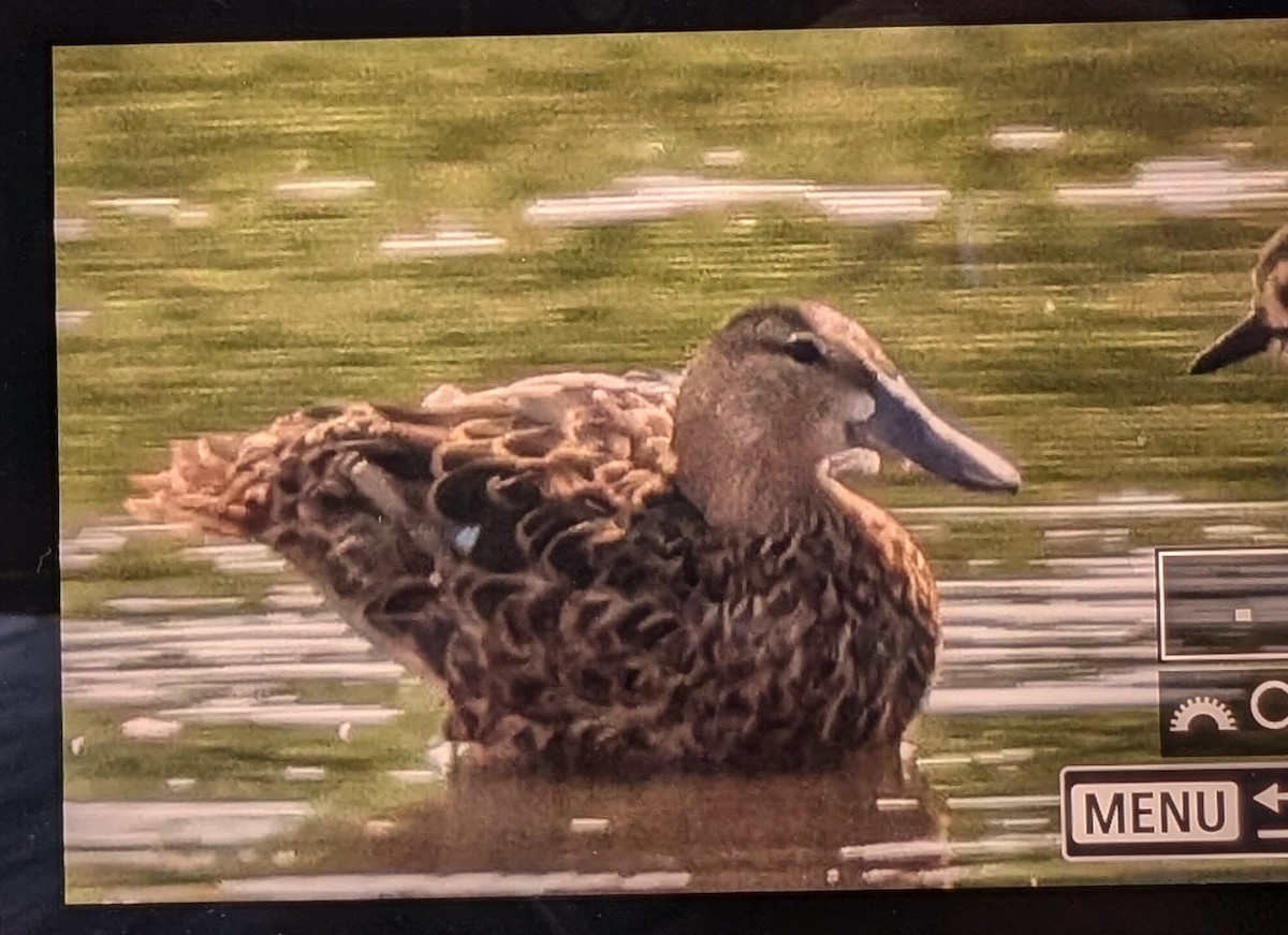 Blue-winged Teal - ML622732701