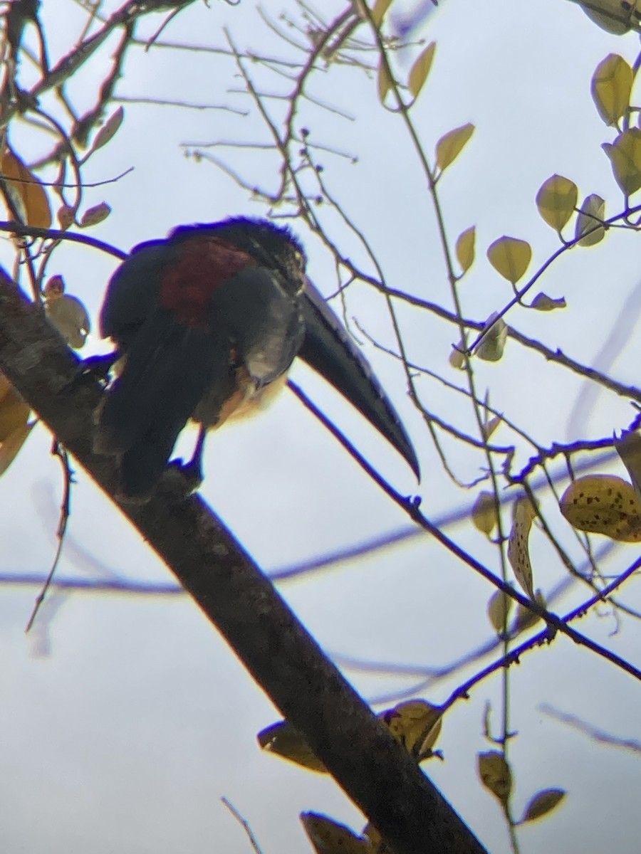 Collared Aracari - ML622732717