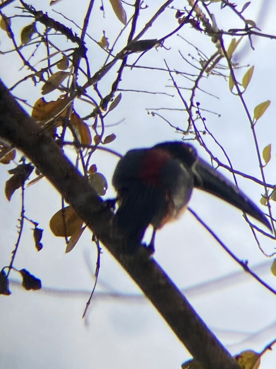 Collared Aracari - ML622732718