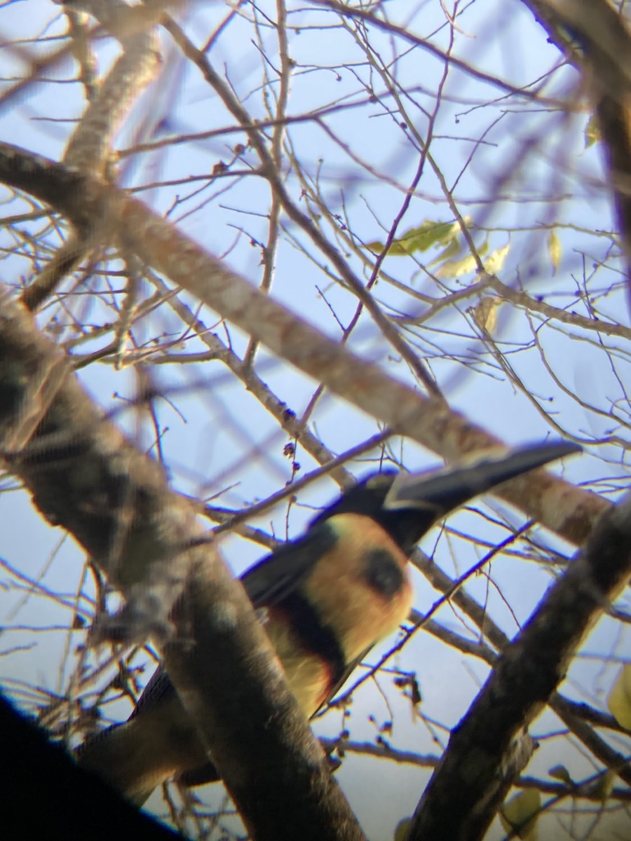 Collared Aracari - ML622732719