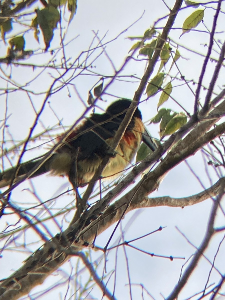 Collared Aracari - ML622732720