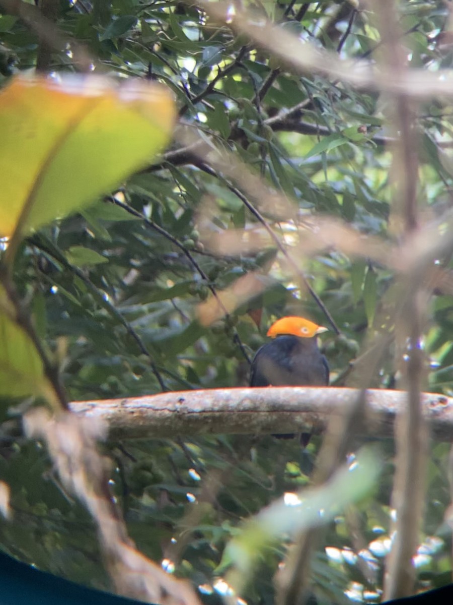 Golden-headed Manakin - ML622732730