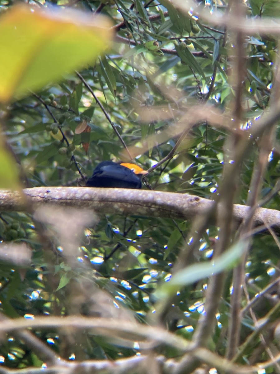 Golden-headed Manakin - ML622732731