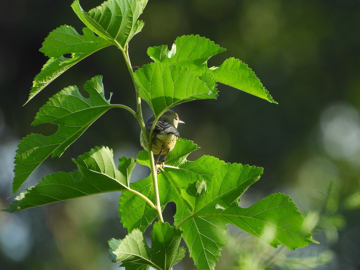 Prairie Warbler - ML622732743
