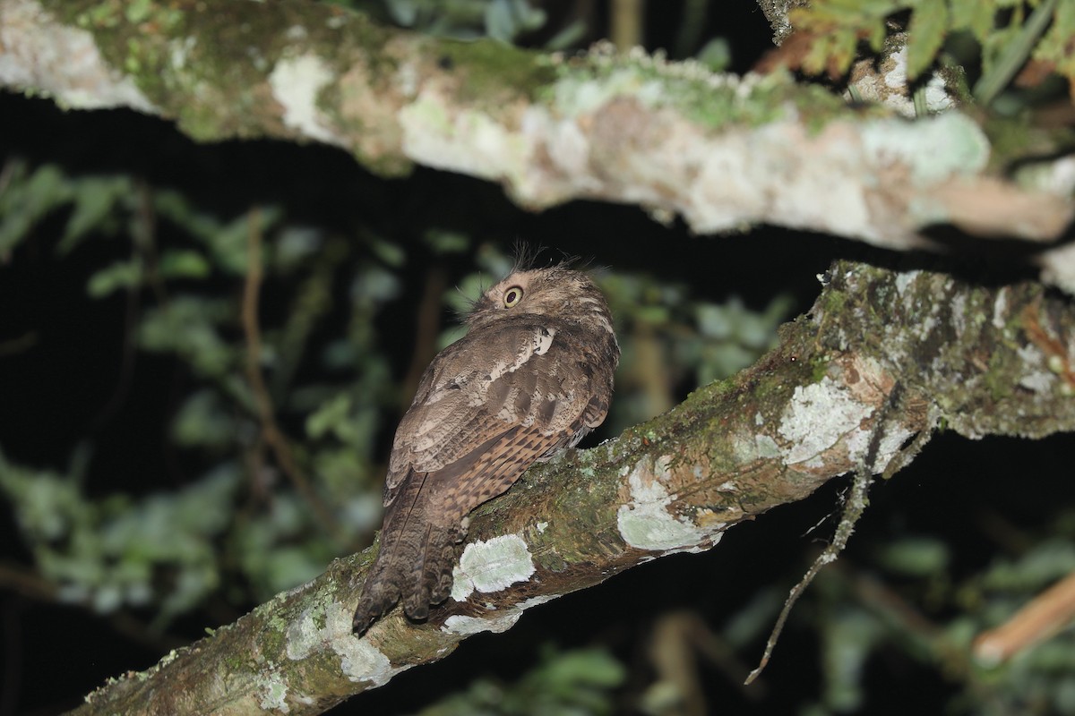 Javan Frogmouth - ML622732758