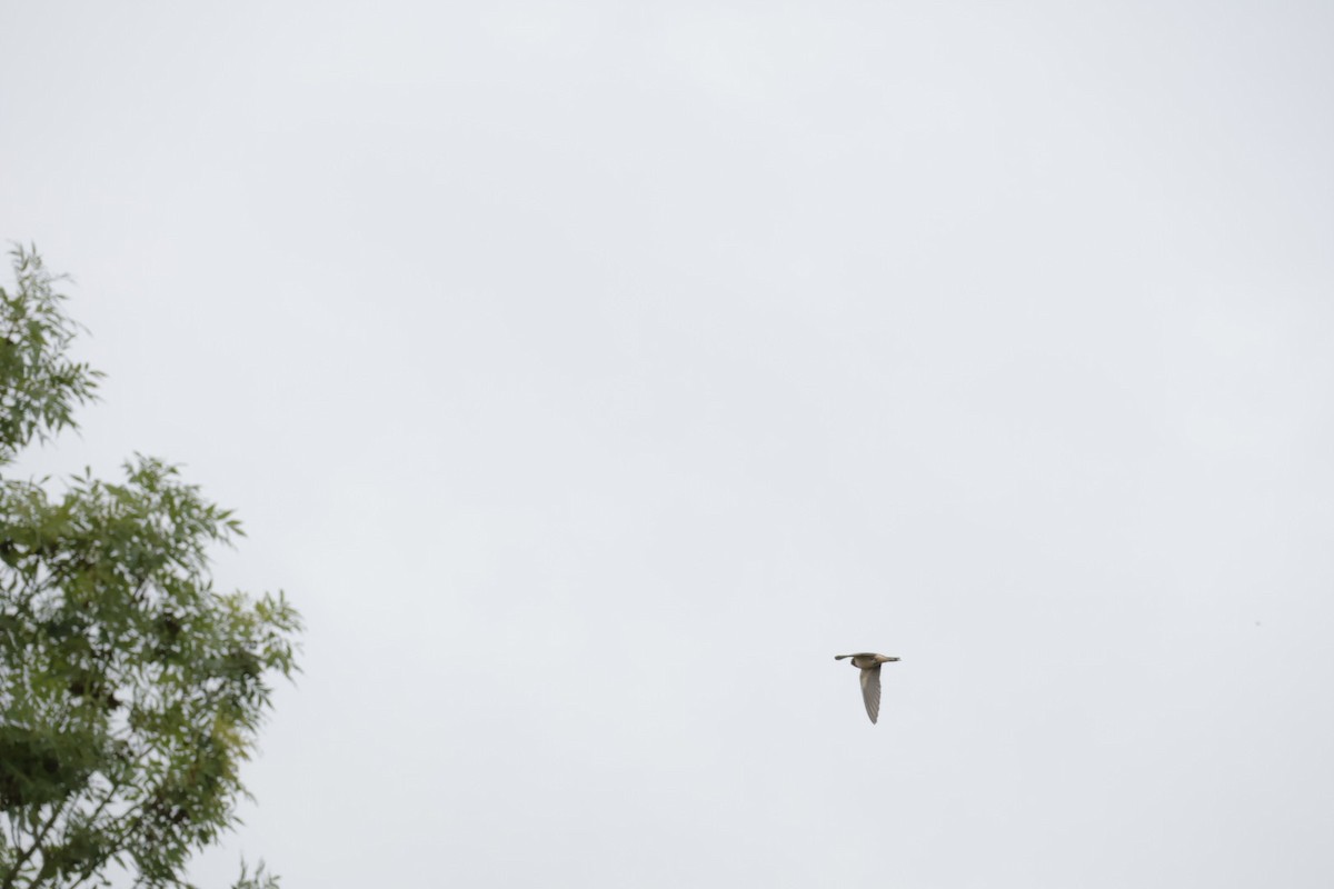 Barn Swallow - ML622732774