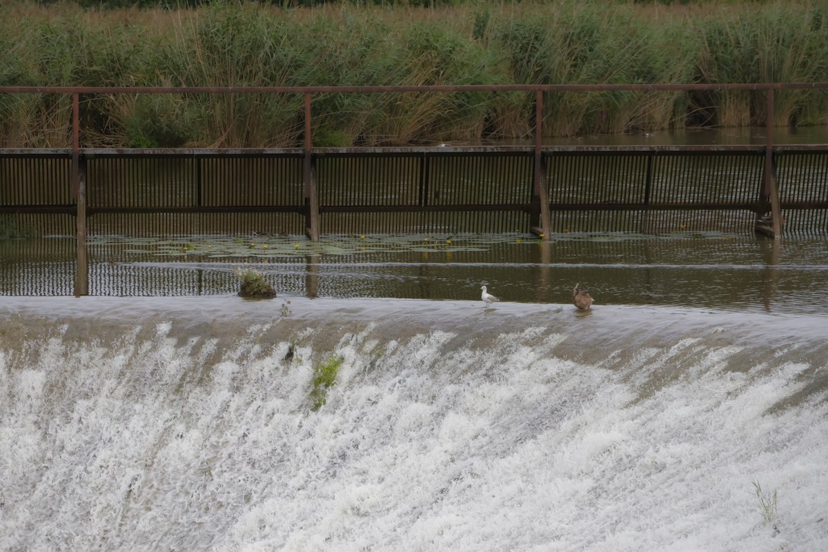 Black-headed Gull - ML622732782