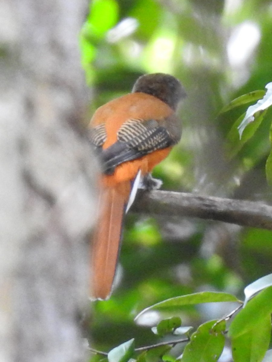 Cinnamon-rumped Trogon - ML622732810
