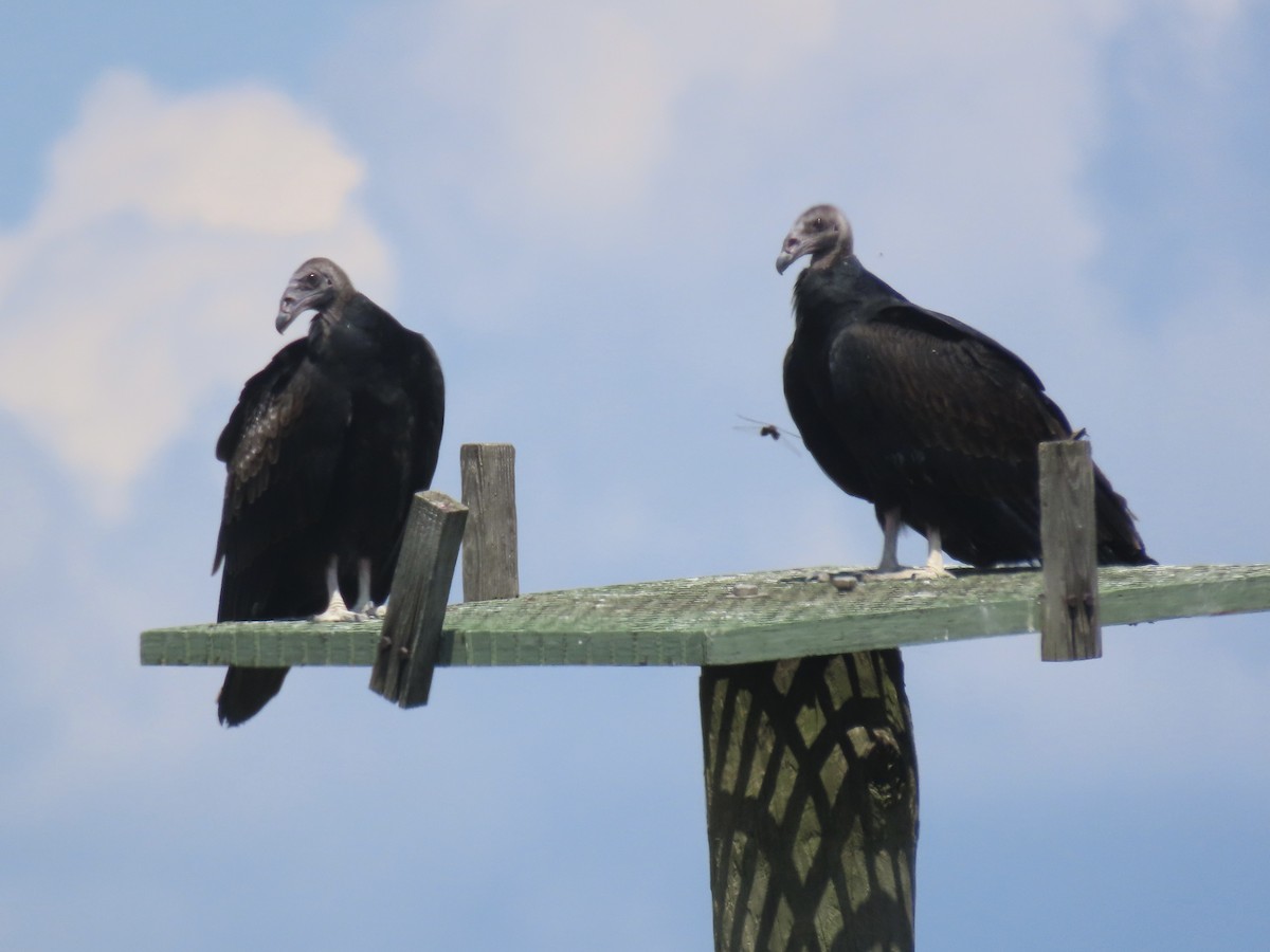 Turkey Vulture (Northern) - Port of Baltimore