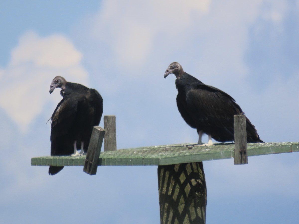 Turkey Vulture (Northern) - ML622732835