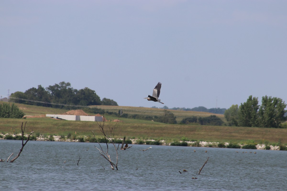 Great Blue Heron - ML622732861