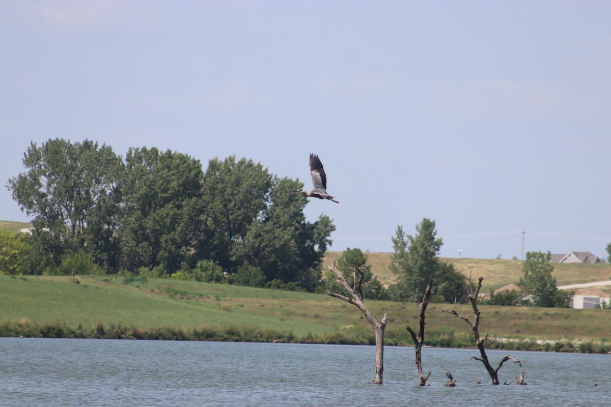 Great Blue Heron - ML622732899