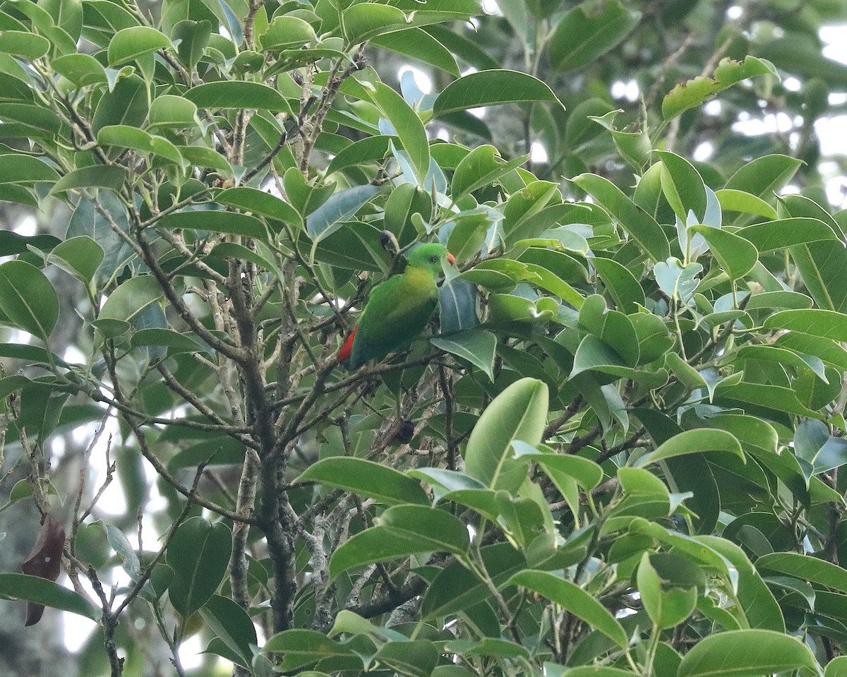 Yellow-throated Hanging-Parrot - ML622732925