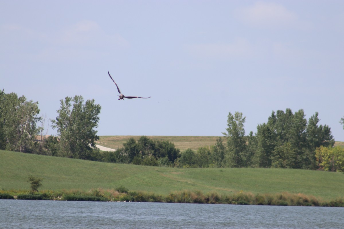 Great Blue Heron - Randy Strauss