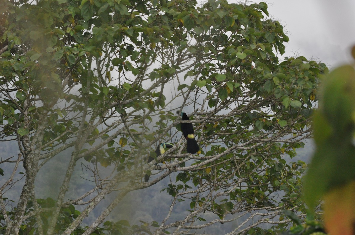 Channel-billed Toucan - ML622732936