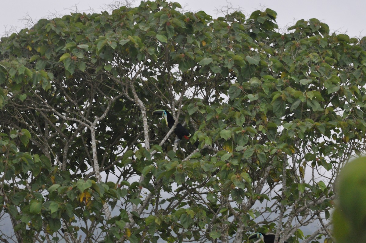 Channel-billed Toucan - ML622732937